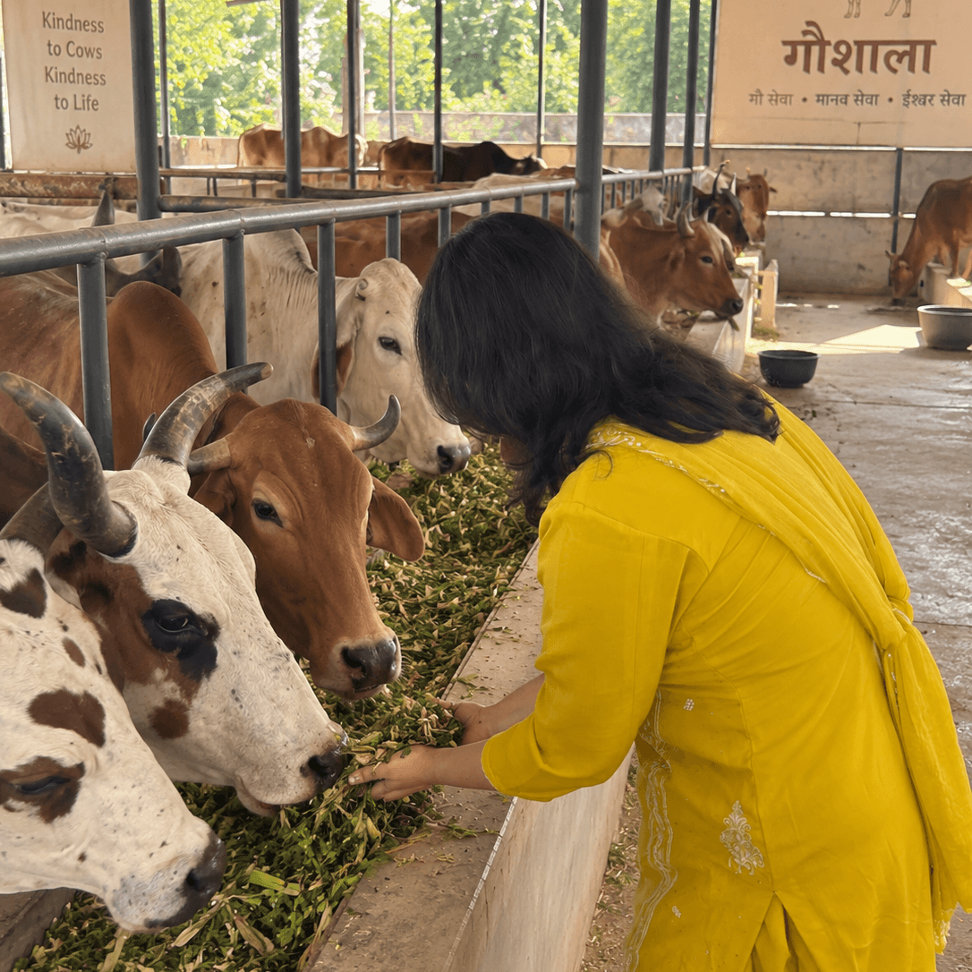 A woman offering fodder to cows at a gaushala