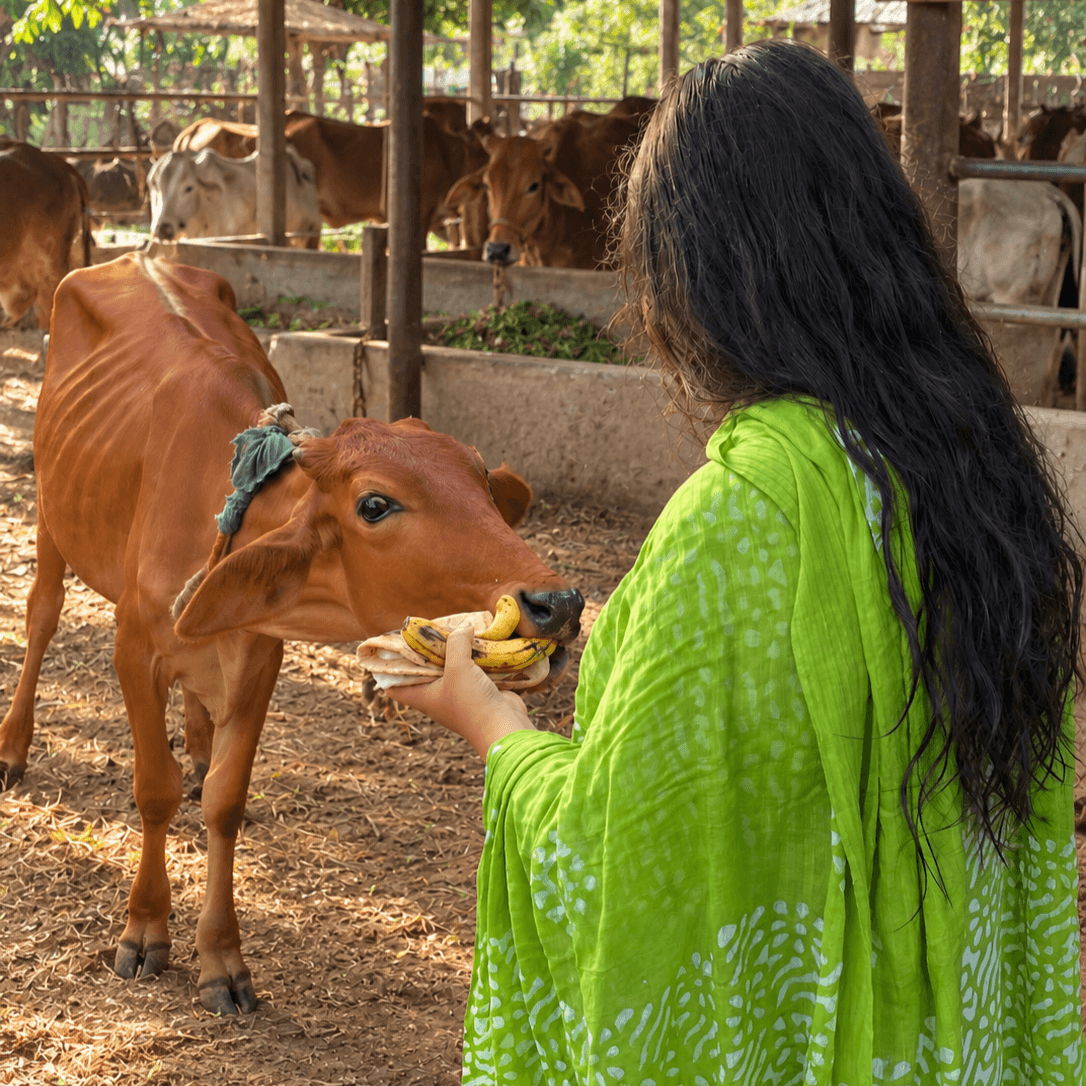A woman feeding bananas to a cow at a gaushala