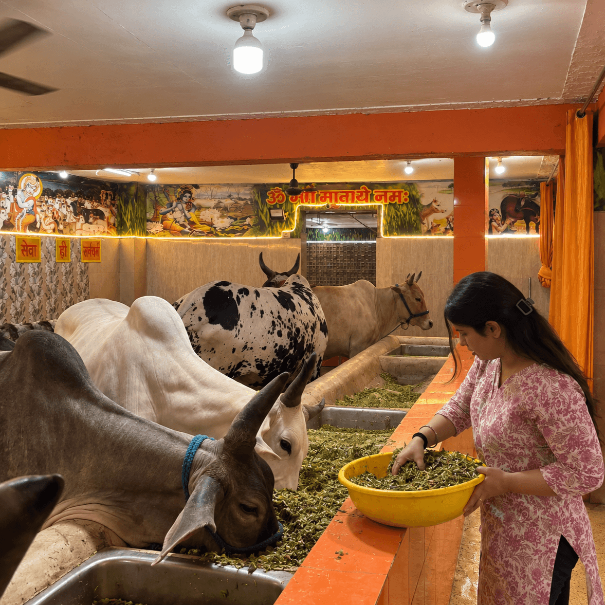 A woman feeding bananas to a cow at a gaushala